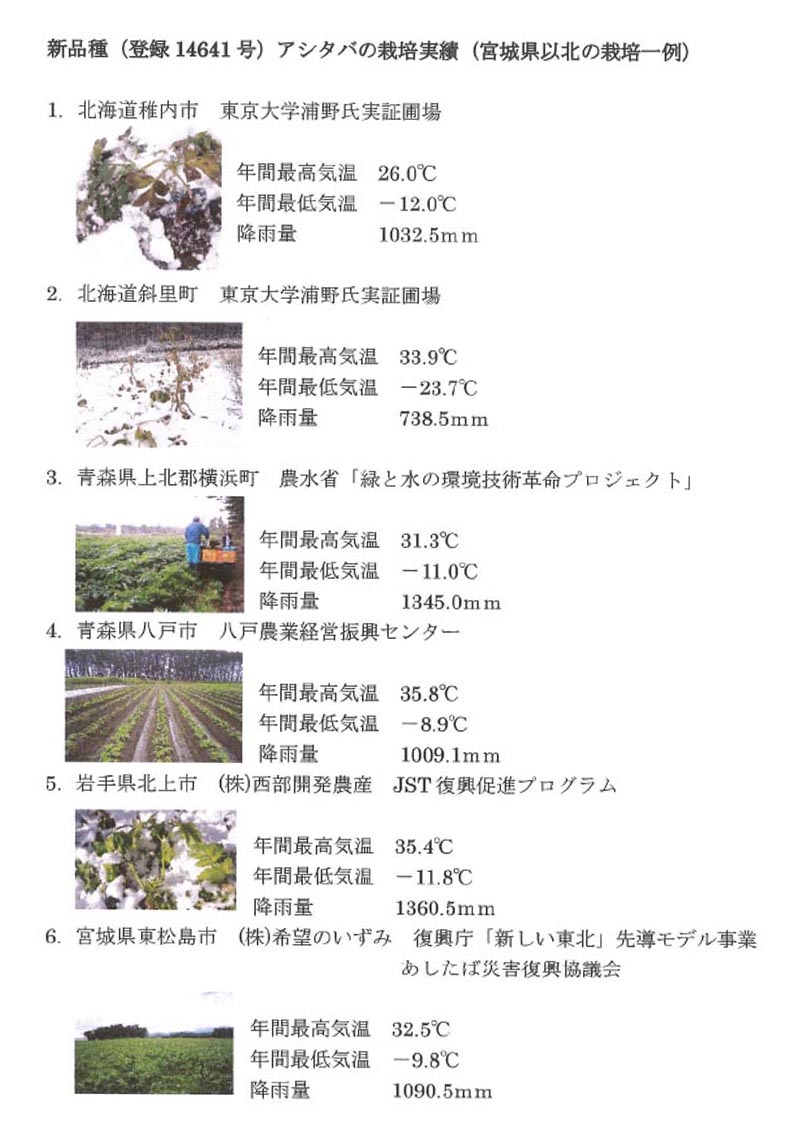 新品種（登録14641号）アシタバの栽培実績