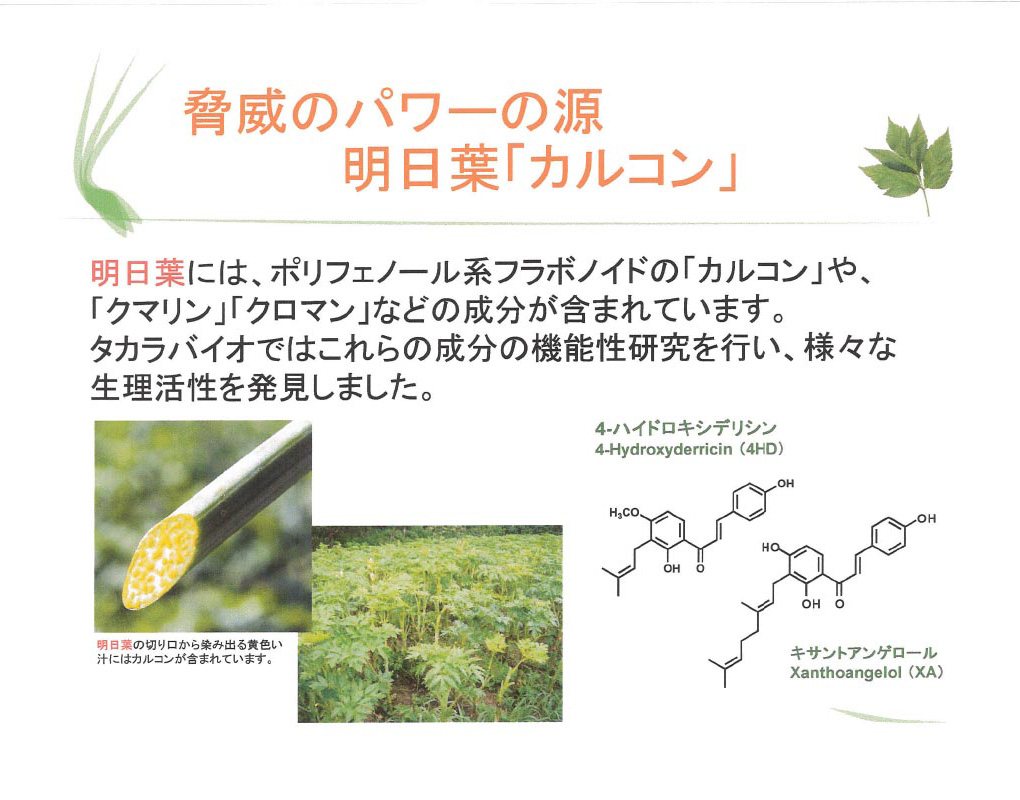 脅威のパワーの源 明日葉「カルコン」